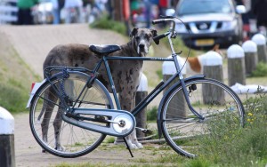 In the country with the tallest men in the world, even man's best friend has to go the extra distance.