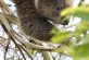 A koala in a tree in Australia
