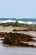 Surf and seaweed at Apollo Bay, Australia