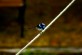 Superb Blue Wren sitting in a rope