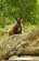 A rock wallaby sitting on a rock!