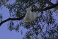 White Cockatoos upside down in a tree 