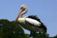 Pelican in Centennial Park, Sydeny