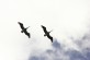 Pelicans flying 
