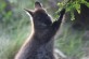 A Pademelon reaches up into a tree for her breakfast