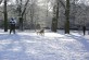 Dogs meeting in Vondel Park