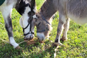 Bruno's donkey and friend
