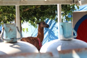 Not so much a tiger in your tank, but a llama in your gas bottle