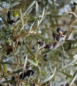 Olives abound right outside our bedroom window