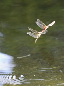 The dragonflies love the garden pond