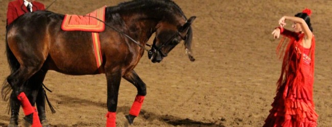 The pure-bred Andalusian horses are masters of the dance