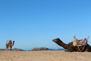 Camels on the beach at Essaouira