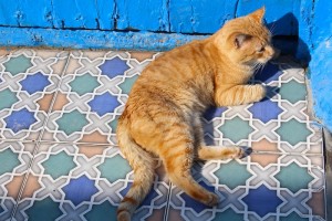 Cats have it easy in the Rabat kasbah
