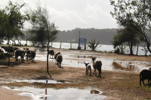 Even the sheep thought the camp at Moulay Bouselham was too muddy