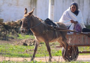 Lady donkey driver