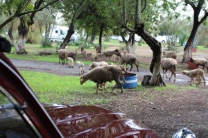 Sheep are herded through the campsite twice a day