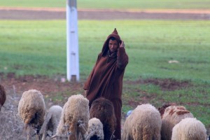 The sheep herder
