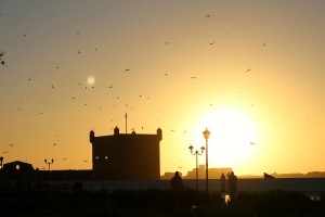 The sun sets and seagulls swarm over the Essaouira media