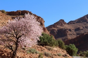 A sweet almond welcome to the start of the Ait Mansour Gorge
