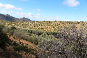 Almond blossom and lavendar make delicous honey in this region