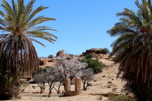 An idyllic watering hole - the well, almond blossom and palm trees make a picture postcard