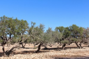  Argan trees grow wild, even if they looked cultivated and organised