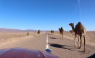Camel trains don't move over for anyone