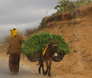 Carrying herbs to market