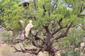 How many goats can you get into an Argan tree?