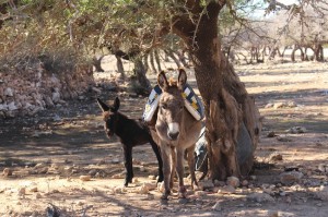 The donkeys shade under the Argan trees between carting the nuts to be processed
