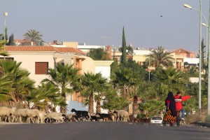 The main road into Agadir - still full of sheep