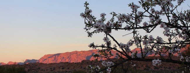 The morning sun creeps over the hills and almond blossom
