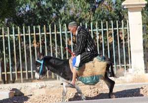 The rider looks to be working harder than the donkey!