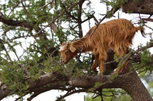 They say only goats are allowed to climb the Argan trees