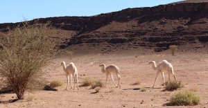 Too cute - wild white baby camels