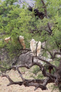 We love goats up trees