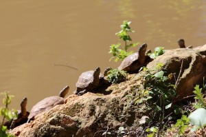 Did someone say turtle's rock?