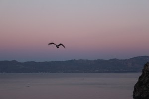 The Alboran Sea(gull)