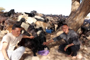 The big shaggy Moroccan goats liked Mohammed's cooking too!JPG