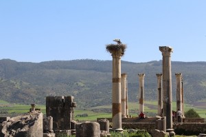 Volubilis storks are the only watchkeeps now