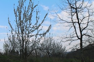 Camping is among the fruit trees, which were full of lovely blossom when we were there