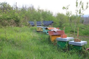Slow food proponents, including making their own honey