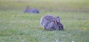 Beatrix bunnies abound at the campsite