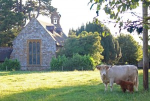 Cow, calf and chapel