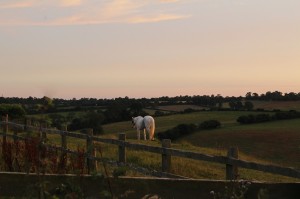 White horse at sunset