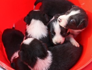 Bucket of puppies