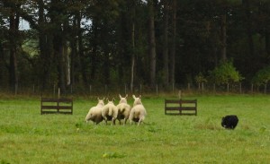 These sheep are going full tilt - which can lose points if technique goes full tilt with them