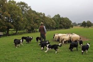 Most shepherds would only use one or two dogs for herding 