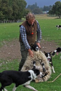 Neil is also a full-time shepherd and can swing a big fat ewe like a bag of feathers