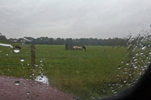 Sheep herding happens come rain or shine